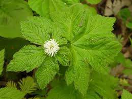 goldenseal